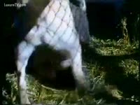 Zoo XXX Movie - Pony copulates a farmer's daughter